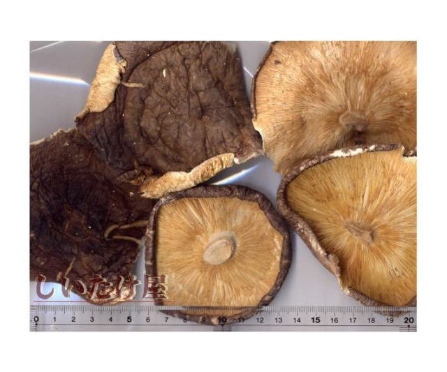 ����­�ڡ����ա���